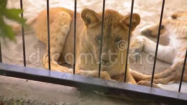 笼子里的母狮透过鸟舍看. 母狮正在动物园里休息，一群狮子在里面休息