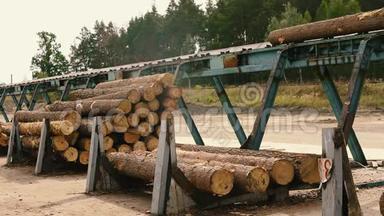 木材生产。 木工。 加工原木。 锯木厂的原木沿着传送带移动