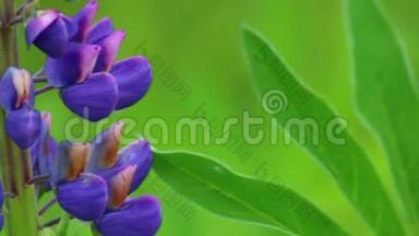 一朵<strong>紫色的</strong>花长在草地上，随风摆动。