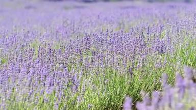 夏花严肃，美丽的紫色草田在风，近距离观看，4k<strong>电影</strong>，慢动作