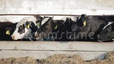 牛犊在农场吃绿色食品。