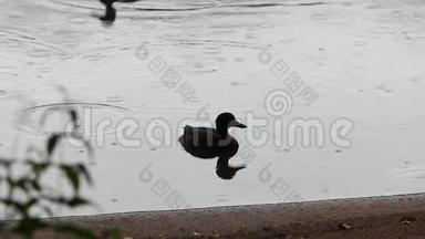 鸭子倒映在水雨中