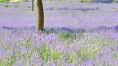 夏花严肃，美丽的紫色草田在风，近距离观看，4k电影，慢动作
