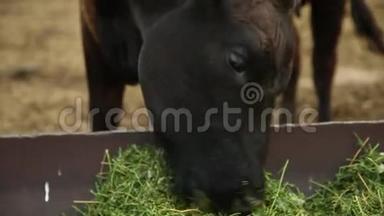 深棕色的牛吃草