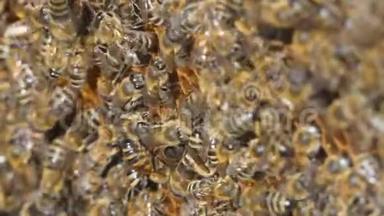 天然蜂蜜，蜜蜂生产蜡和蜂蜜
