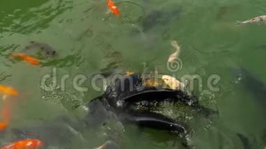 锦鲤鱼和鲤鱼在池塘里吃。