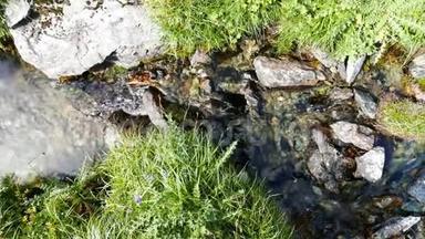 夏天，在田园诗般的无污染环境中流淌的小溪流穿过意大利阿尔卑斯山上的绿色草地。