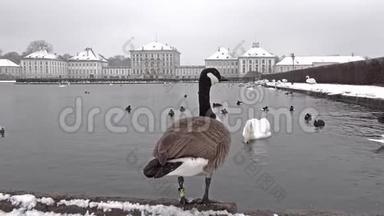 冬天，野鹅在尼芬堡城堡前下雪