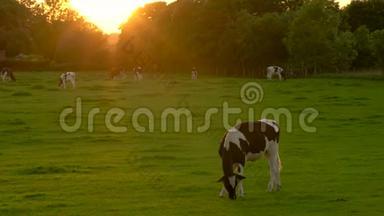奶牛放牧，日落或日出时在农场吃草