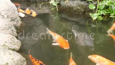 池塘里的大红日本鲤鱼