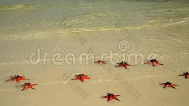 两个视频镜头。 <strong>天气晴朗</strong>。 热带的白色沙子，海水中有红色的海星。