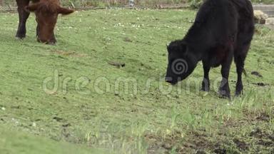 黄（莫塔西拉黄）在高地牛周围觅食