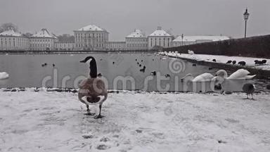 冬天，野鹅在尼芬堡城堡前下雪