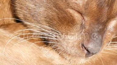 <strong>非凡</strong>的羊毛在阳光下闪闪发光。 非常漂亮的棕色猫睡觉。 头发光滑的猫躺着