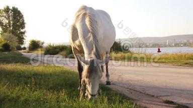 一匹马在湖边的乡间小路上吃草