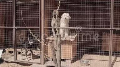 一只流浪狗在动物收容所的笼子里-狗