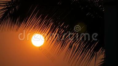 夕阳红的太阳在棕榈叶的映衬下