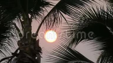 夕阳红的太阳在棕榈叶的映衬下