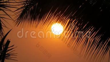 <strong>夕阳红</strong>的太阳在棕榈叶的映衬下