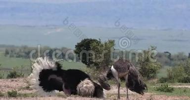 肯尼亚Masai Mara公园<strong>鸵鸟</strong>、<strong>鸵鸟</strong>、男女、在Mating前展示的求偶；