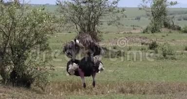 肯尼亚Masai Mara公园<strong>鸵鸟</strong>、<strong>鸵鸟</strong>、男女、在Mating前展示的求偶；