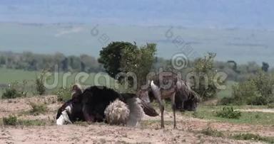 肯尼亚Masai Mara公园鸵鸟、鸵鸟、男女、在Mating前展示的求偶；