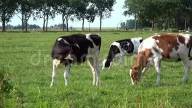 4K. 牲畜<strong>养殖奶牛</strong>。 在埃达姆的绿色草地上放牧的牛