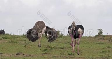 肯尼亚Masai Mara公园鸵鸟、鸵鸟、男女、在Mating前展示的求偶；