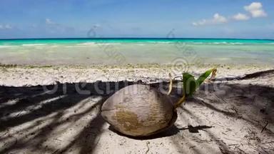 法属波利尼西亚热带海滩椰子