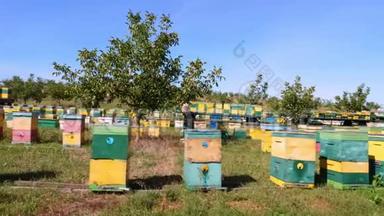 蜜蜂在日记里。 在草地上有很多蜜蜂房子，蜂巢是。 农场的蜂蜜生产。 蜜蜂成群地在旁边