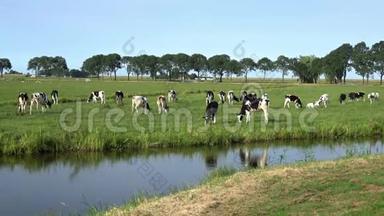 4K. 牲畜养殖奶牛。 在埃达姆的绿色草地上放牧的牛
