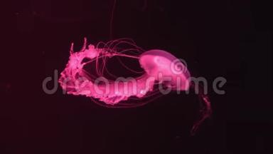 在水族馆游泳池里游泳的荧光水母。 带着发光水母的透明水母在水下拍摄