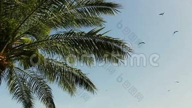 一小群鸟优雅地飞过一棵棕榈树的叶子，映衬着晴朗的蓝天。 动植物群。