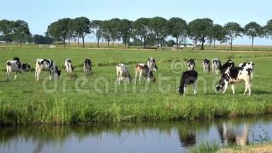 4K. 牲畜养殖奶牛。 在埃达姆的绿色草地上放牧的牛