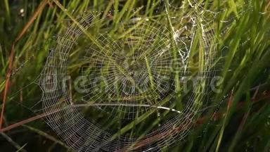 日出时美丽的<strong>清晨阳光下</strong>，带着蜘蛛网的露珠滴在草地上