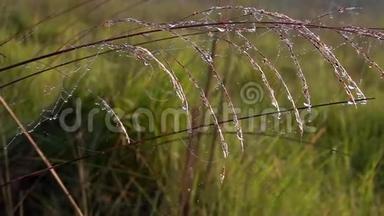 日出时美丽的清晨阳光下，带着蜘蛛网的露珠滴在草地上