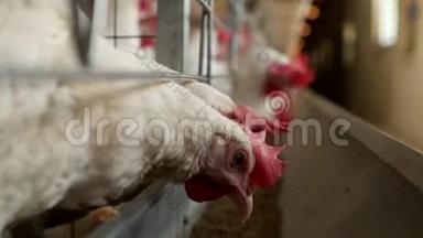 家禽养殖场，用于饲养鸡和蛋，鸡啄饲料，特写，工厂母鸡，混合饲料
