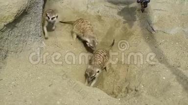 一群鼬鼠在沙子里挖，在周围玩耍