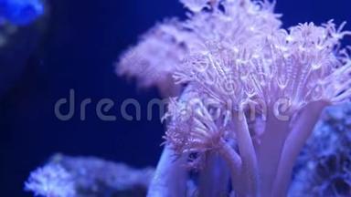 水族馆里的<strong>软珊瑚</strong>。 在干净的蓝色水中特写安塞里亚和欧菲利亚<strong>珊瑚</strong>。 海洋水下生物。 紫罗兰