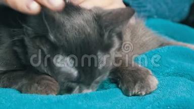 一个美甲的女人抚摸着一只灰色的猫，它闭上眼睛，轻轻地按摩和吮吸毯子