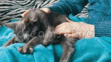 一个美甲的女人抚摸着一只灰色的猫，它闭上眼睛，轻轻地按摩和吮吸毯子