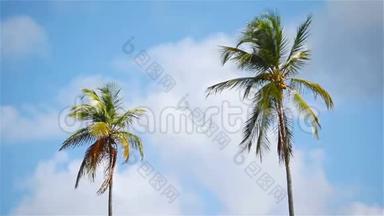 蓝<strong>天上</strong>的两棵大棕榈树