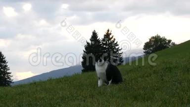 可爱的黑白猫在绿草<strong>如</strong>茵的草地上玩耍，在风景<strong>如</strong>画的山地上尽情玩耍