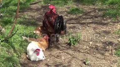 草地上的小鸡。 公鸡与母鸡