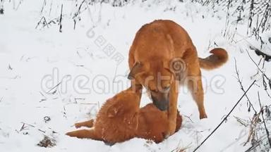 两只狗在雪地里打架。 两只狗互相咬，跑，滚。 狗打架概念生活方式