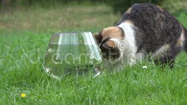 漂亮<strong>的猫</strong>用水从塑料碗里<strong>抓</strong>鱼，然后跑。 特写镜<strong>头</strong>。 4K