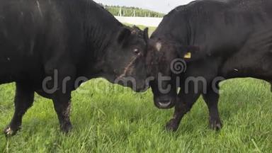 每天的农场 两只成年公牛在田里嚼着新鲜的草，争食