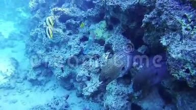 埃及红海珊瑚礁<strong>两大</strong>珊瑚礁