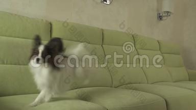 狗狗Papillon在沙发上有趣的跳跃<strong>慢镜头视频</strong>