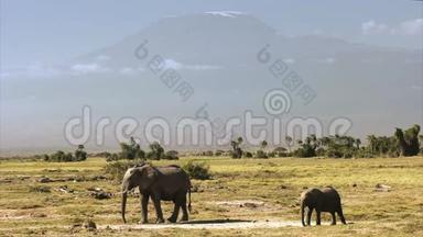 乞力马扎罗山，在安博塞利有一头象牛和一头小牛